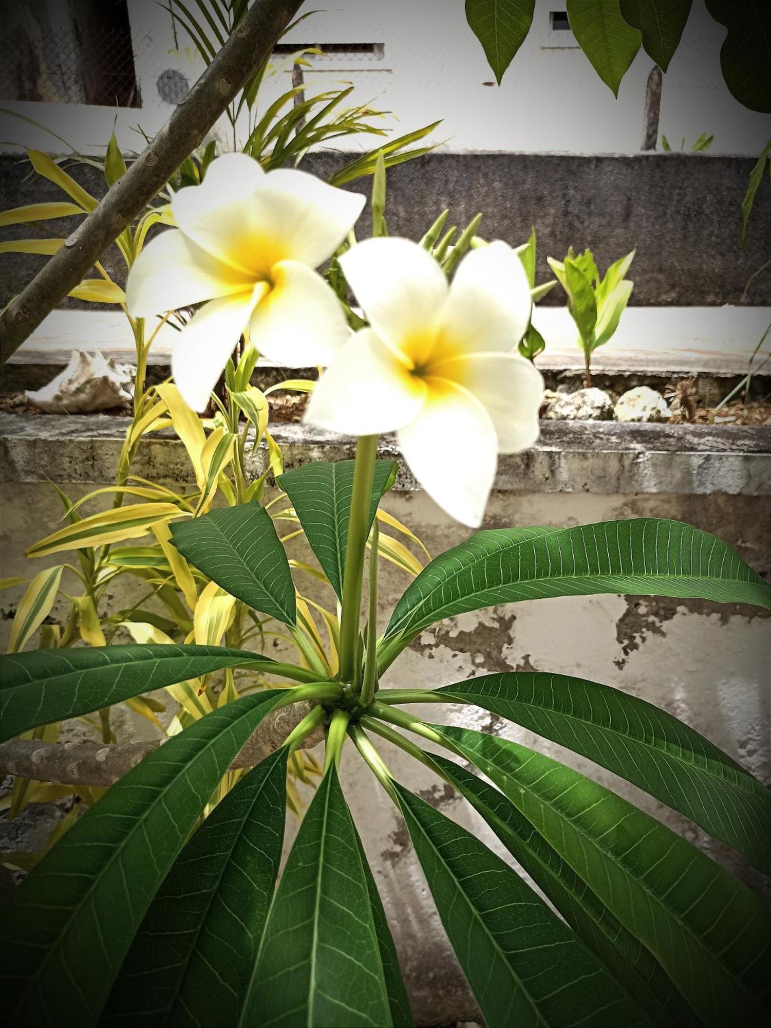 La Canopée Enchantée *